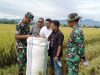 Pastikan Gabah Petani Diserap Bulog, Dandim 1402 Polman Terjun Ke Sawah