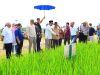 Tingkatkan Produksi, Mentan Amran Tinjau Inovasi Padi Jajar Legowo