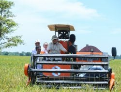 Prabowo Setop Impor Beras, Sentuhan Mentan Amran Lahirkan Era Baru Ketahanan Pangan
