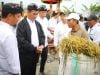 Mentan Amran Dorong Peningkatan Produksi Padi Luwu Timur
