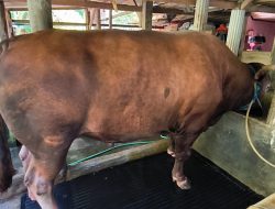 Untuk Hewan Kurban di Majene, Sapi Kliwon Dibeli Presiden Seharga Rp 117 Juta