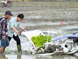 Wapres Gibran Bersama Mentan Amran Tanam Padi di Ngawi, Komitmen Dukung Kebutuhan Petani