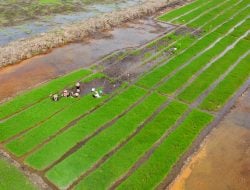 Cetak Sawah 4.070 Hektare di Sulbar