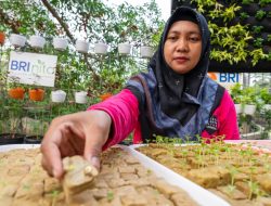BRI Diakui atas Peran Nyata dalam Urban Farming dan Pemberdayaan Perempuan