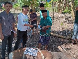 Semangat Berbagi dan Peduli Sosial, ICMI Sulbar Salurkan Hewan Qurban