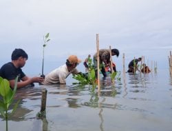 Jaga Masa Depan Pesisir, LAZ Hadji Kalla Dukung Penanaman 2.000 Mangrove di Majene