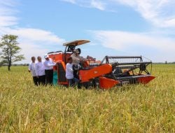 Produksi Beras Indonesia Diprediksi Tembus 35,6 Juta Ton: FAO Catat Sejarah Baru, Sinyal Kuat Kemandirian Pangan