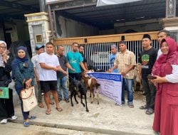 Pemprov Sulbar Distribusikan 1.870 Ekor Kambing ke Kabupaten