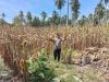 Dukung Ketahanan Pangan, Kapolsek Tapango Panen Jagung di Desa Dakka
