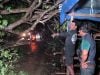 Pohon Tumbang di Jalan Trans Sulawesi Labasang Matakali , Mobil Ambulance Terjebak Macet