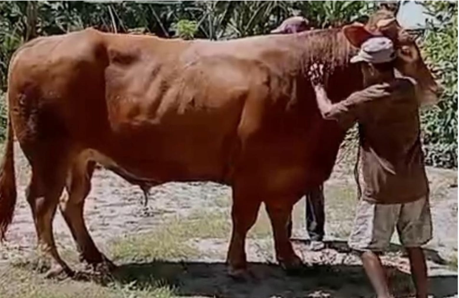 15 Ekor Sapi Masuk Nominasi Seleksi Calon Kurban Presiden Prabowo di Sulbar  - Radar Sulbar